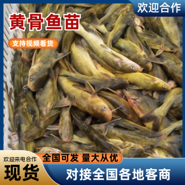 黄骨鱼苗淡水养殖养殖场直供售后技术跟踪服务