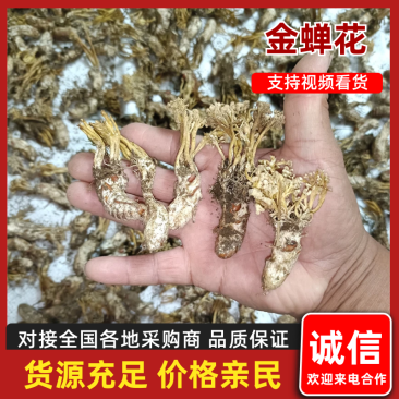 【包邮】金蝉花严格筛选品质无忧支持一件代发