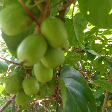 奇异莓软枣猕猴桃8月1号上市自己种植基地