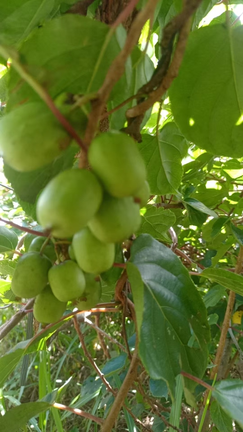 奇异莓软枣猕猴桃8月1号上市自己种植基地