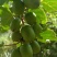 奇异莓软枣猕猴桃8月1号上市自己种植基地