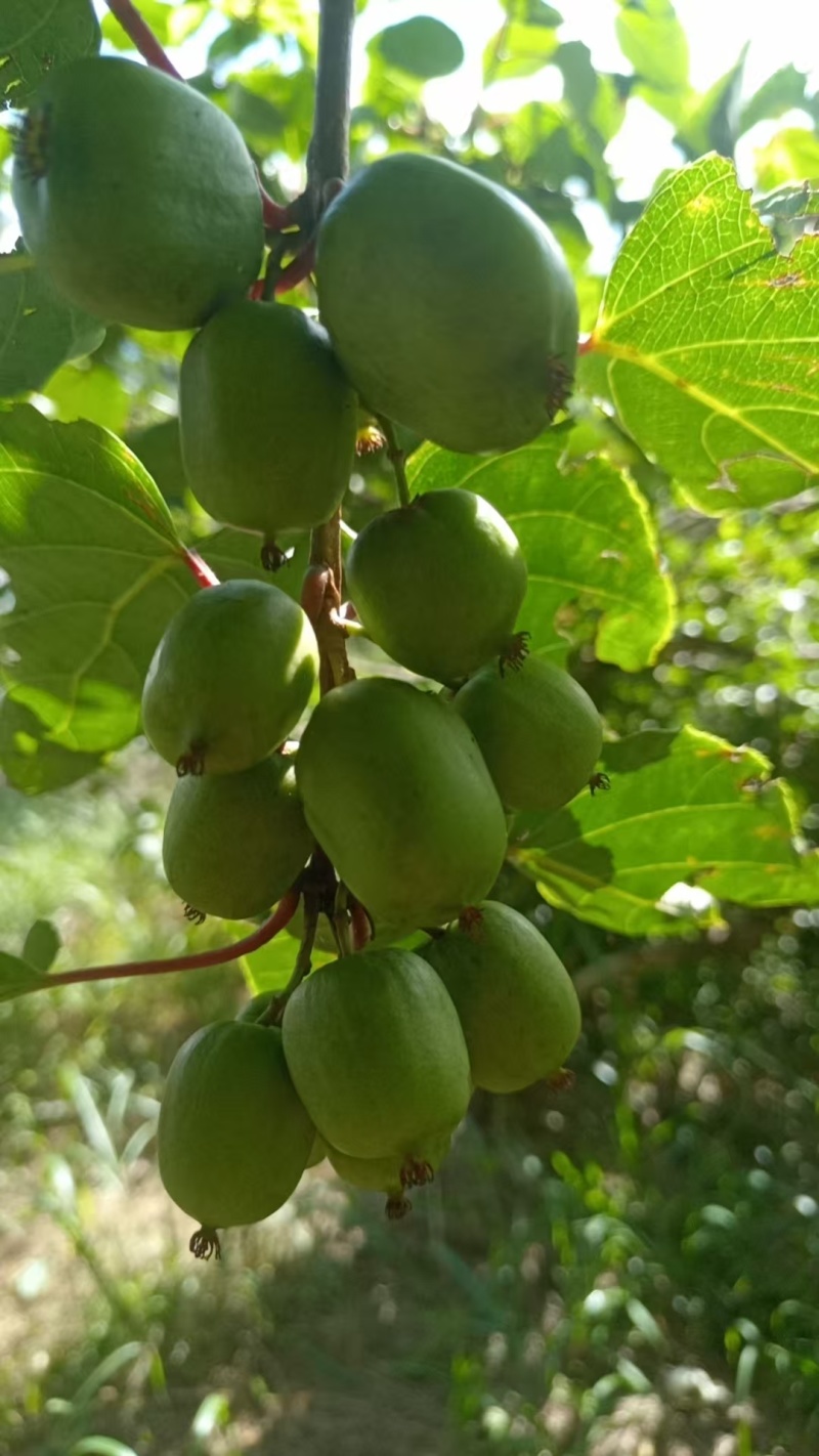 奇异莓软枣猕猴桃8月1号上市自己种植基地