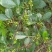 天然野生青花椒7月10号上市接受预定假一赔十