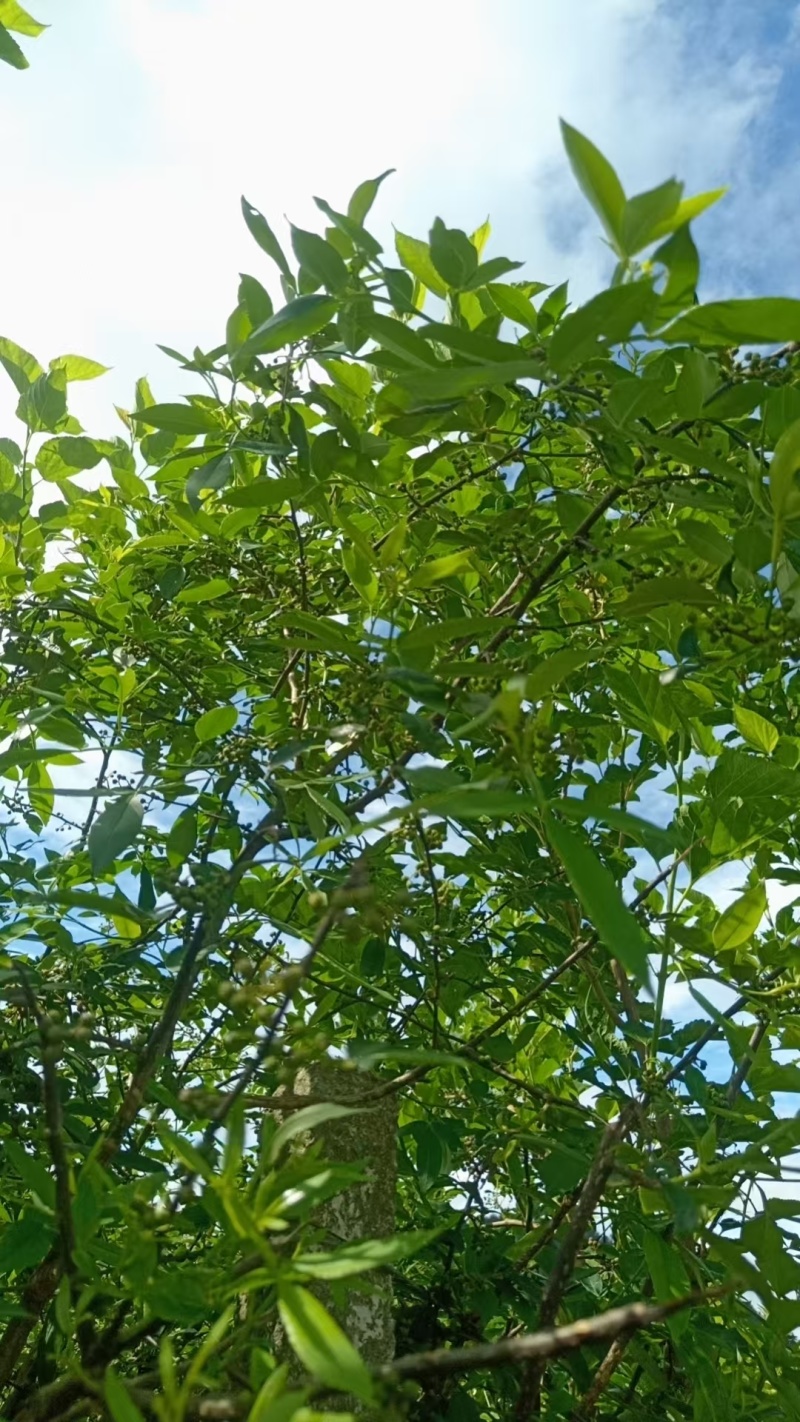 天然野生青花椒7月10号上市接受预定假一赔十