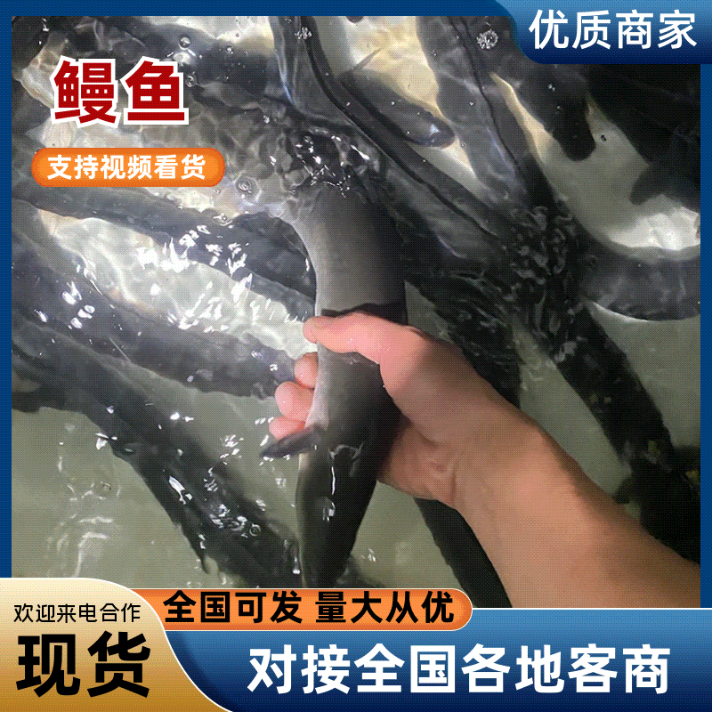鳗鱼基地直发价格美丽代发全国欢迎来电质询