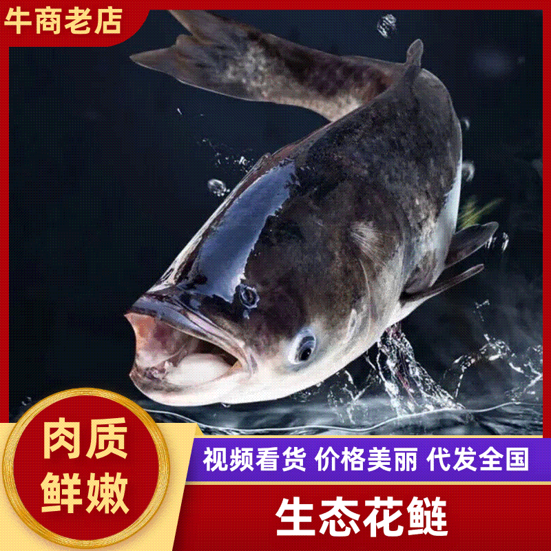 浙江杭州生态花鲢全国可发品质保证欢迎各地客商来电咨询
