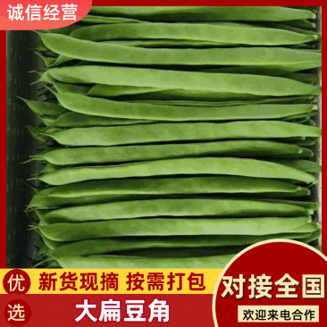 山西扁豆扁芸豆豆角地头现摘现发对接各大商超