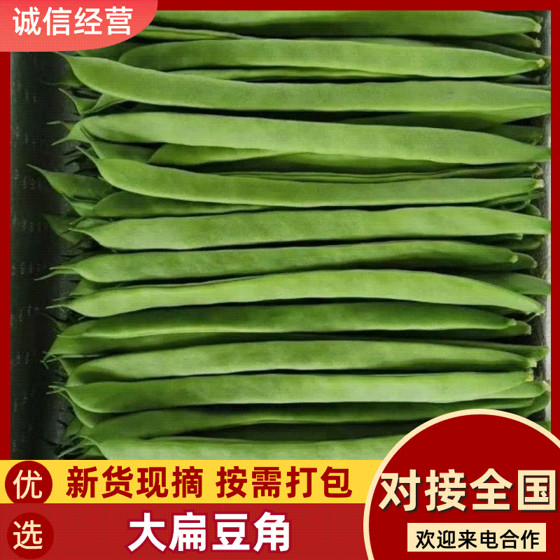 山西扁豆扁芸豆豆角地头现摘现发对接各大商超