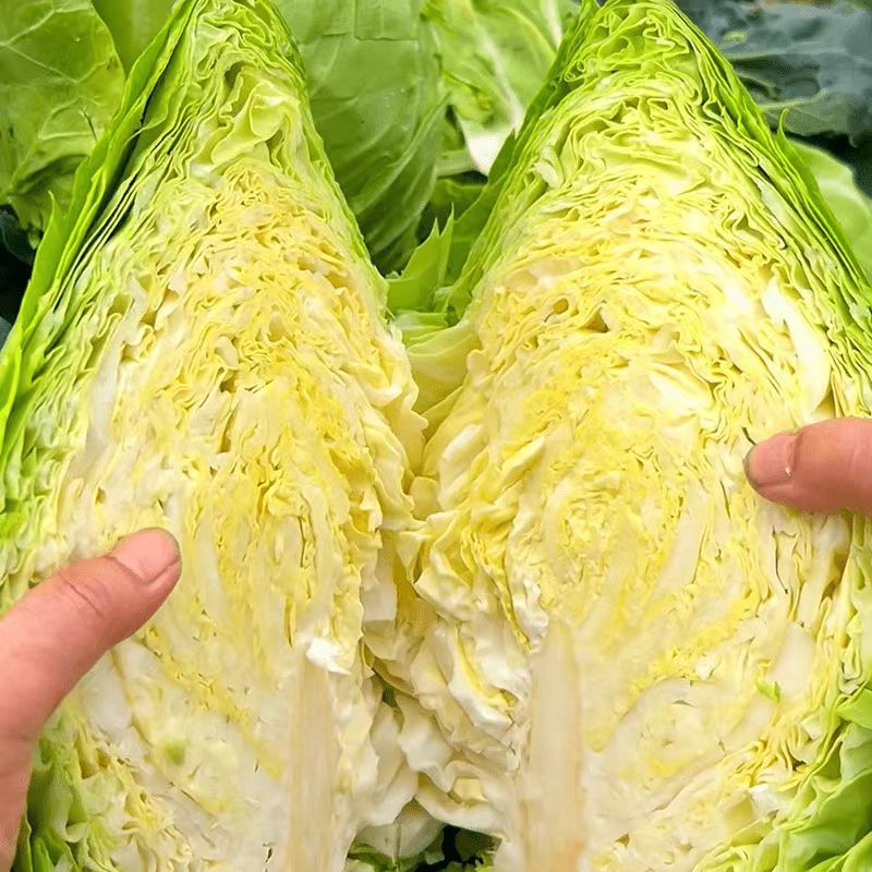 湖北甘蓝牛心甘蓝基地一手货源可视频看货保质保量