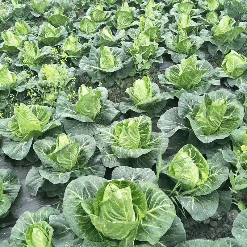 湖北甘蓝牛心甘蓝基地一手货源可视频看货保质保量