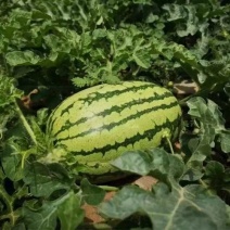 好货推荐金城5号西瓜基地一手货源可视频看货包熟包甜
