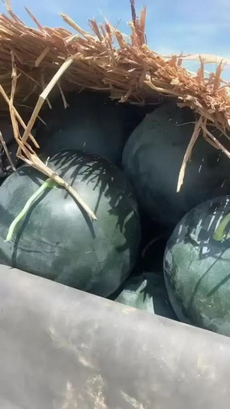 湖北西瓜精品黑无籽西瓜全国发货基地一手货源包熟包甜