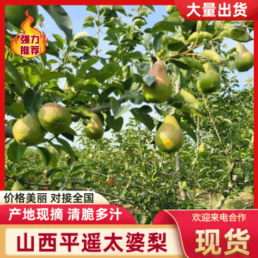 山西平遥太婆梨即将上市果园新鲜采摘核小肉多品质保证