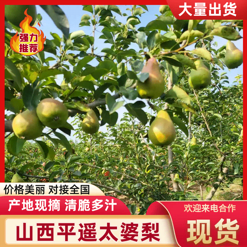 山西平遥太婆梨即将上市果园新鲜采摘核小肉多品质保证