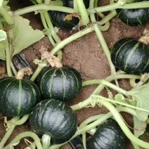 山西忻州贝贝南瓜大量现货保质保量欢迎随时电话咨询