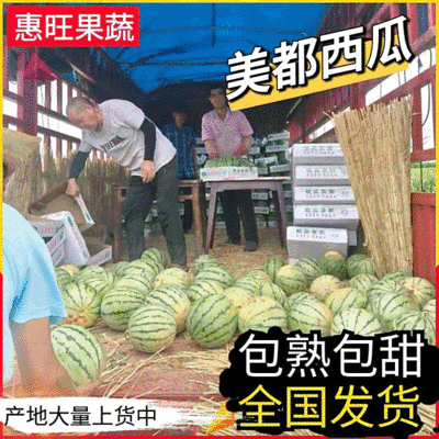 【麒麟西瓜】湖北宜昌基地直发包熟包甜一手货源全国发货
