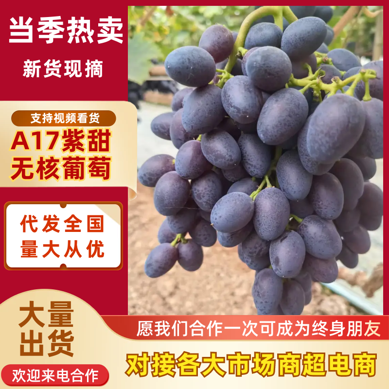 《A17紫甜葡萄》无籽葡萄/紫甜无核葡萄/甜度18耐运输