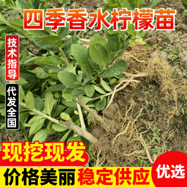 【柠檬苗】四季香水柠檬苗苗场直发提供技术欢迎咨询