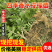 【柠檬苗】四季香水柠檬苗苗场直发提供技术欢迎咨询