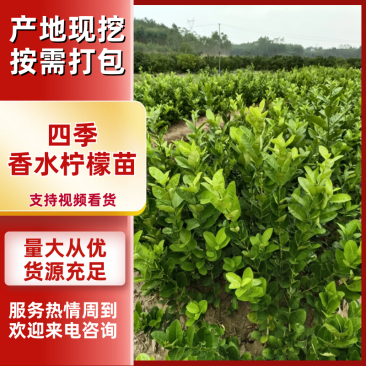 四季香水柠檬苗精品广东香水柠檬苗品种纯正质量保证
