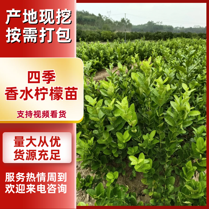 四季香水柠檬苗精品广东香水柠檬苗品种纯正质量保证