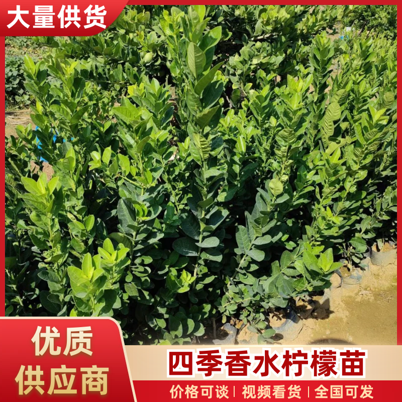 四季香水柠檬苗广东四季无籽香水柠檬苗苗场直发提供技术