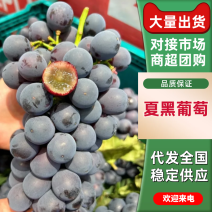 夏黑葡萄河北夏黑葡萄基地直供提供一条龙服务欢迎咨询
