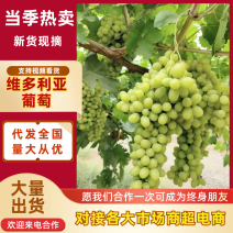 维多利亚葡萄河北葡萄皮薄多汁基地直发对接全国市场