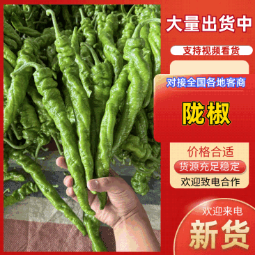 精品大陇椒大量上市品质保障放心采购产地直采