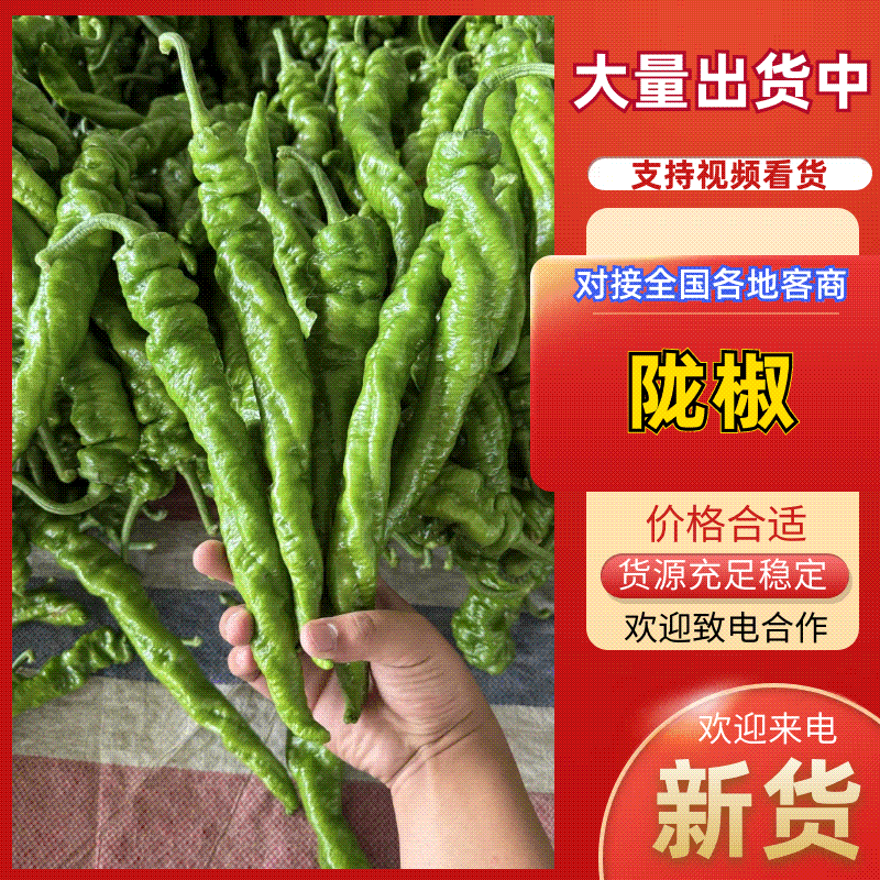 精品大陇椒大量上市品质保障放心采购产地直采
