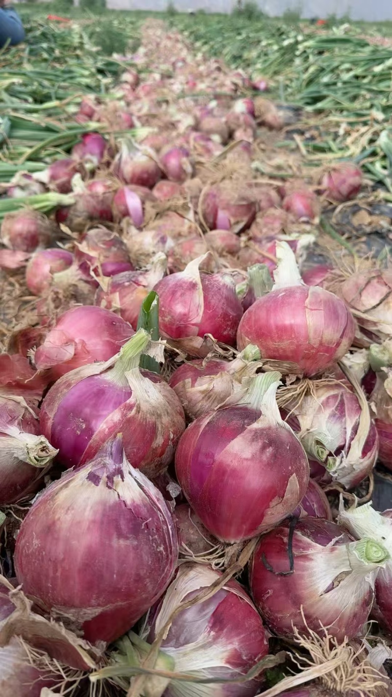 甘肃二红洋葱脆嫩可口价格美丽欢迎询价采购热卖中