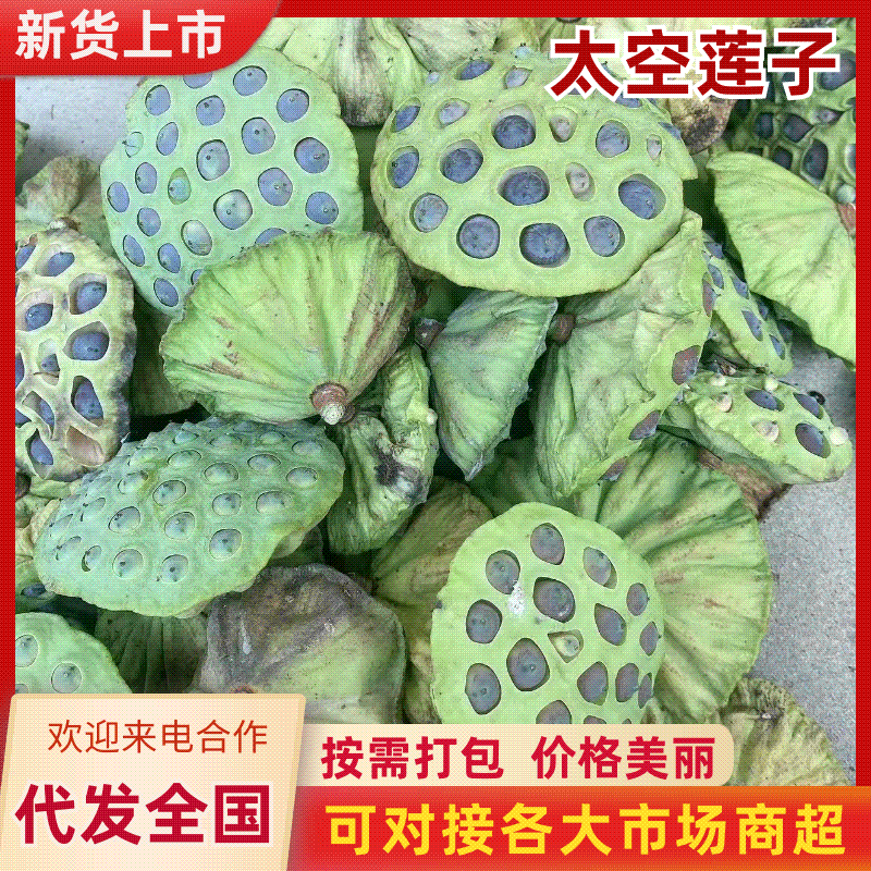新鲜太空莲子莲蓬粤北山区本地货全国可发价格透明