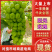 湖南常德阳光玫瑰葡萄新鲜上市甜蜜多汁坏果包赔质量保障