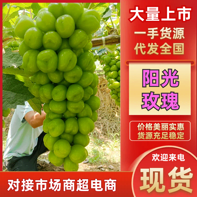 湖南常德阳光玫瑰葡萄新鲜上市甜蜜多汁坏果包赔质量保障