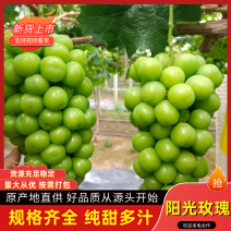 精品阳光玫瑰湖南阳光玫瑰质量保障坏果包赔欢迎来电咨