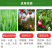 鱼蛋白水溶肥氨基酸瓜果蔬菜花卉通用型叶面农用营养液正品