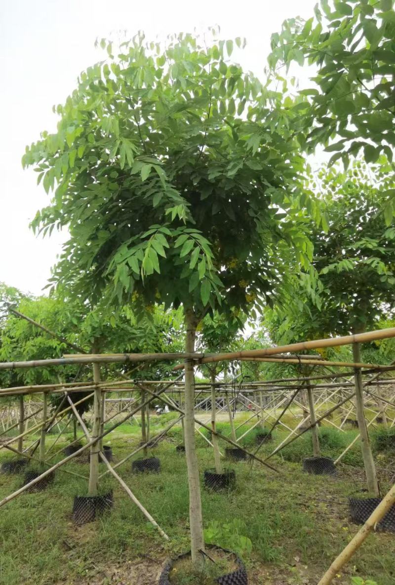 腊肠树供应，各种规格都有