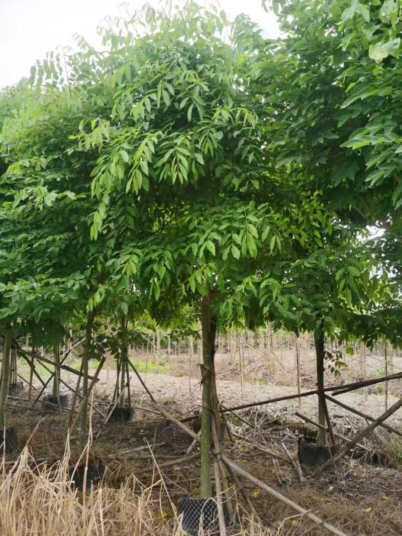 腊肠树供应，各种规格都有