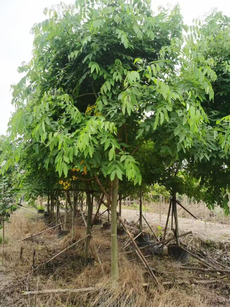 腊肠树供应，各种规格都有