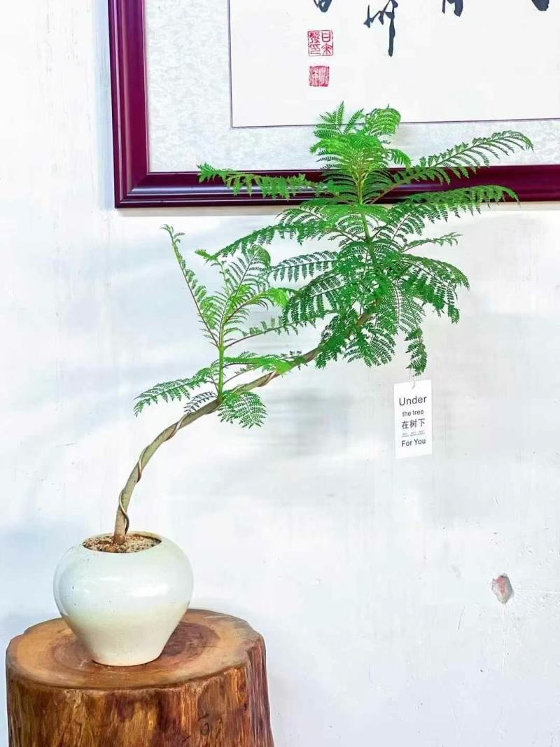 蓝花楹基地大量供应