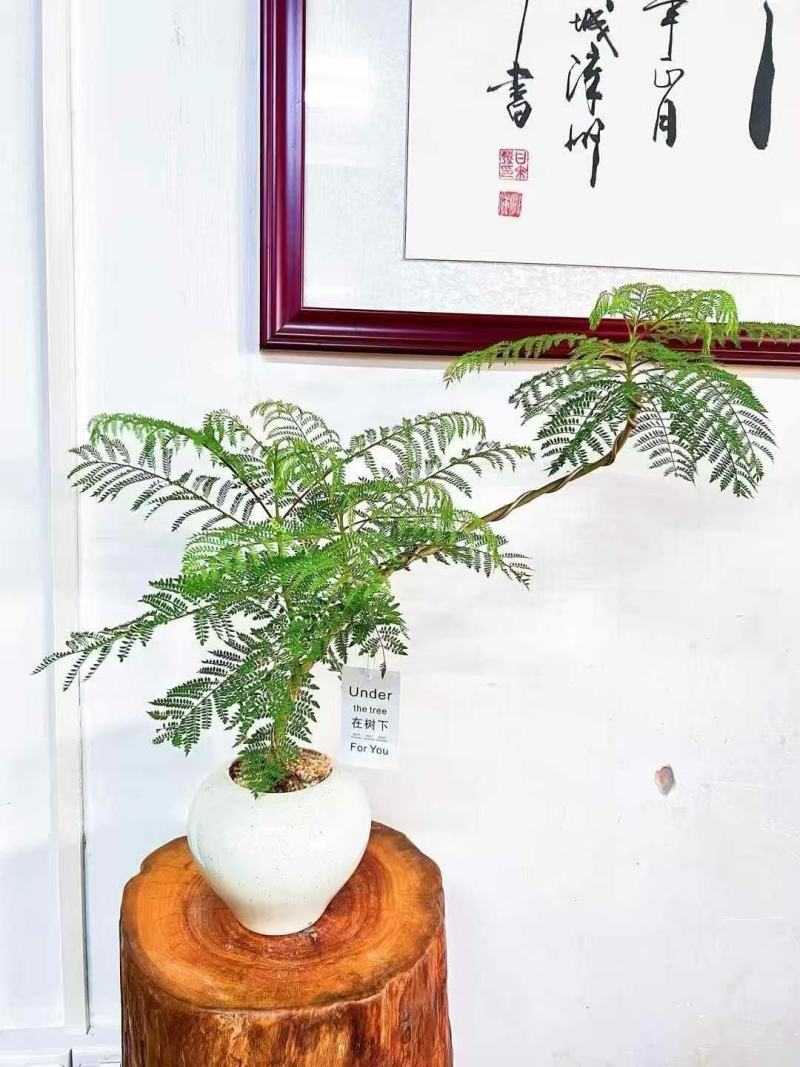 蓝花楹基地大量供应