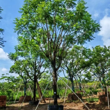 蓝花楹基地大量供应