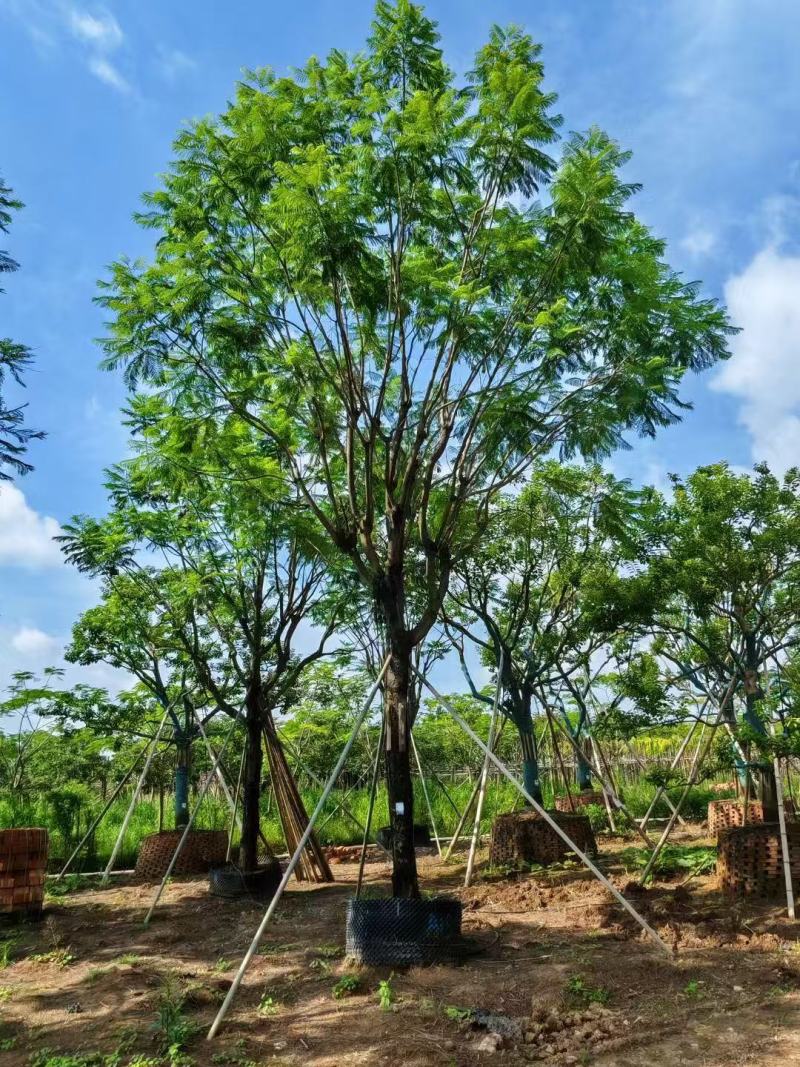 蓝花楹基地大量供应