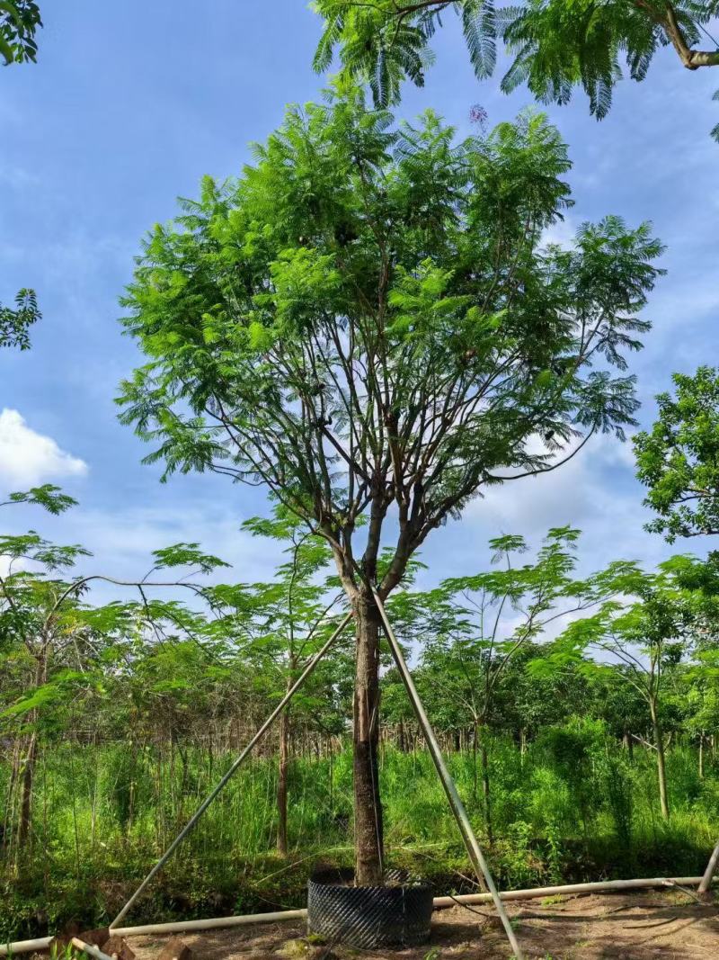 蓝花楹基地大量供应