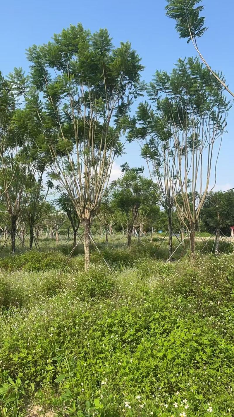 蓝花楹基地大量供应