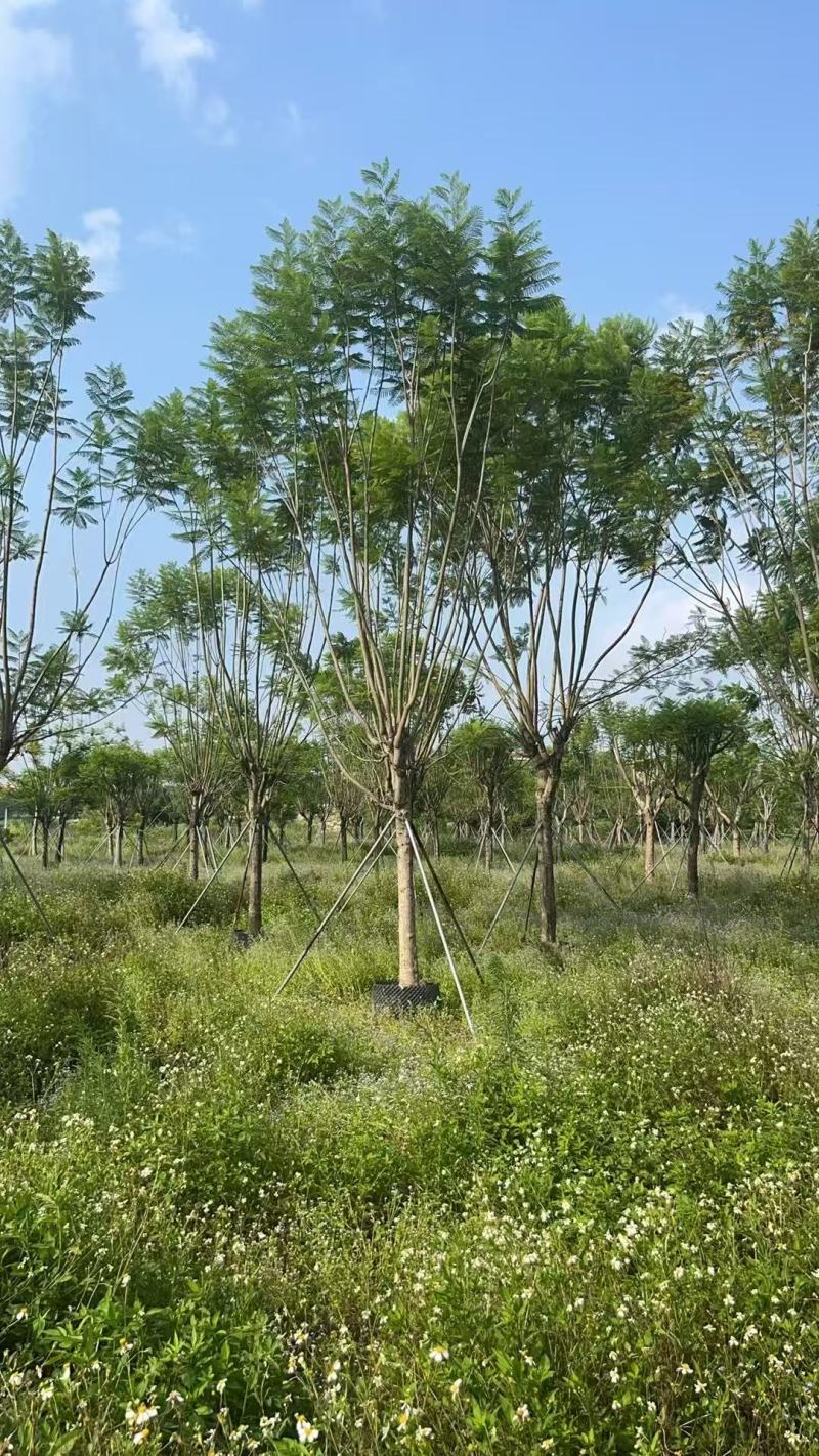 蓝花楹基地大量供应