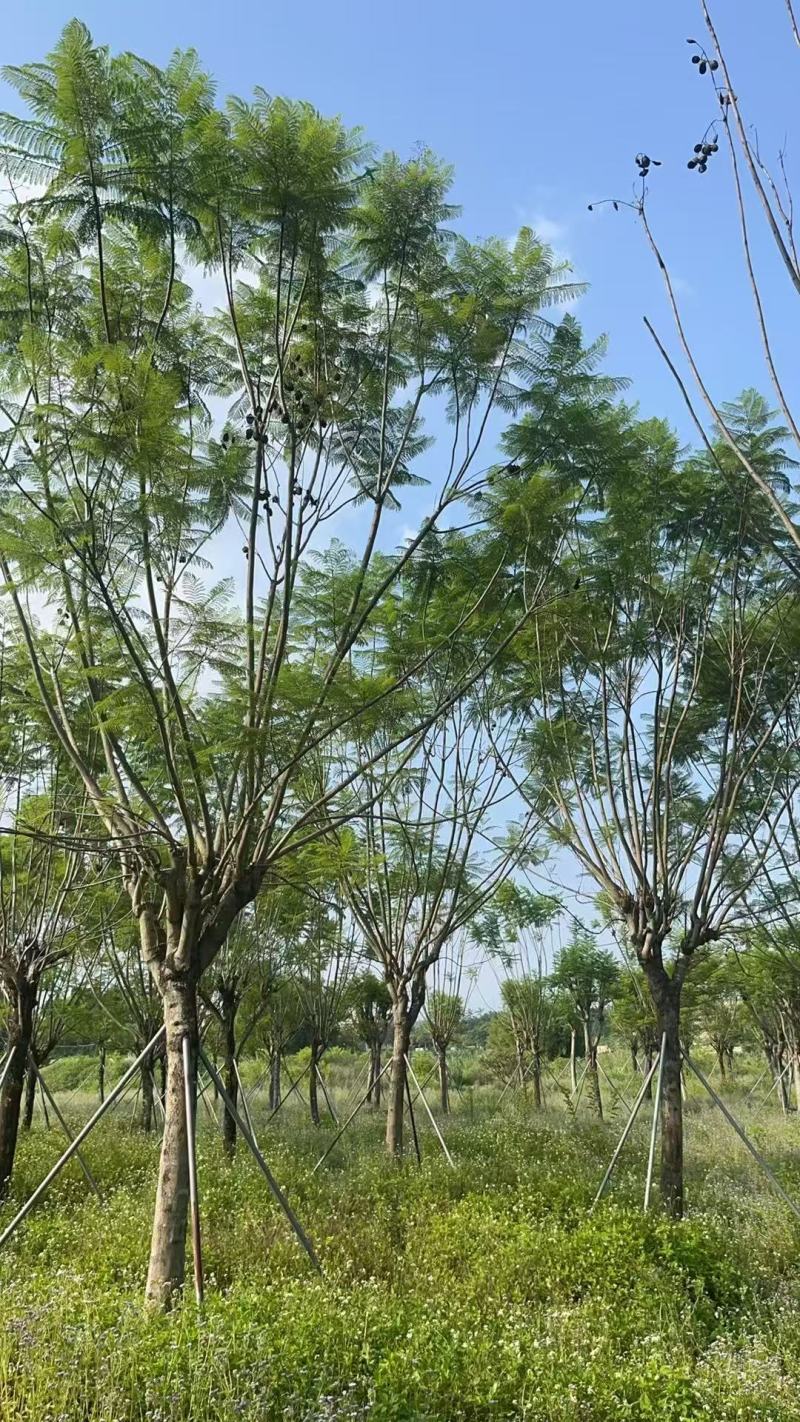 蓝花楹基地大量供应