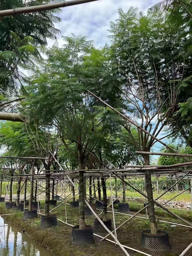蓝花楹基地大量供应