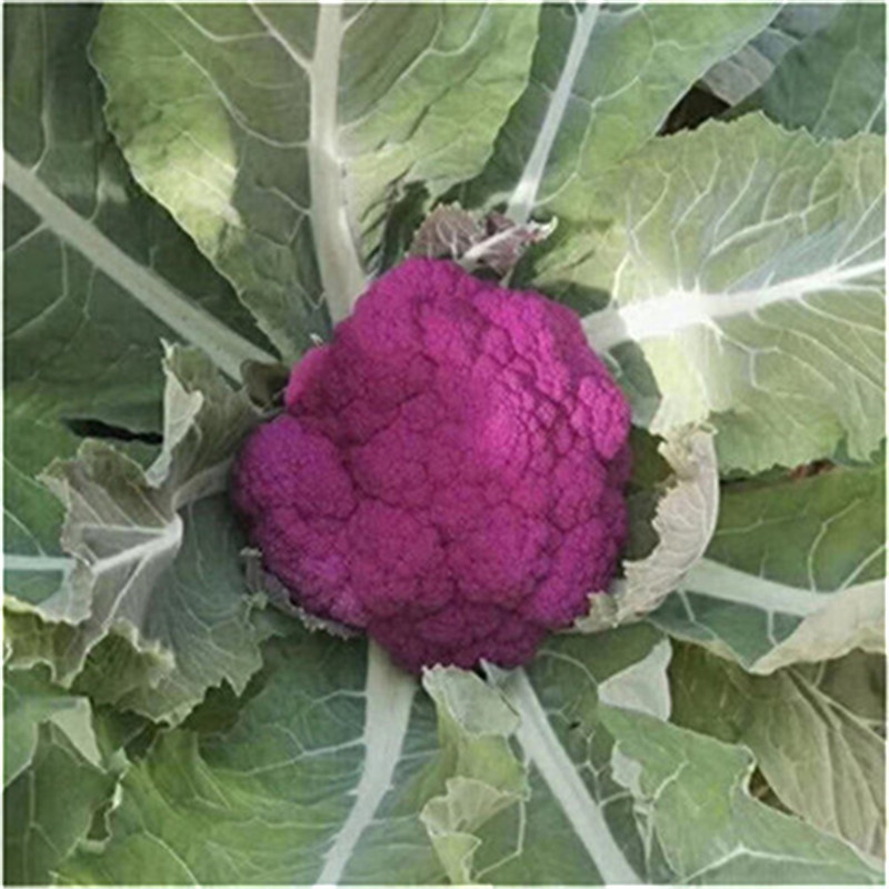 神良紫色花菜种子中熟紫菜花种子耐寒抗病高产基地籽