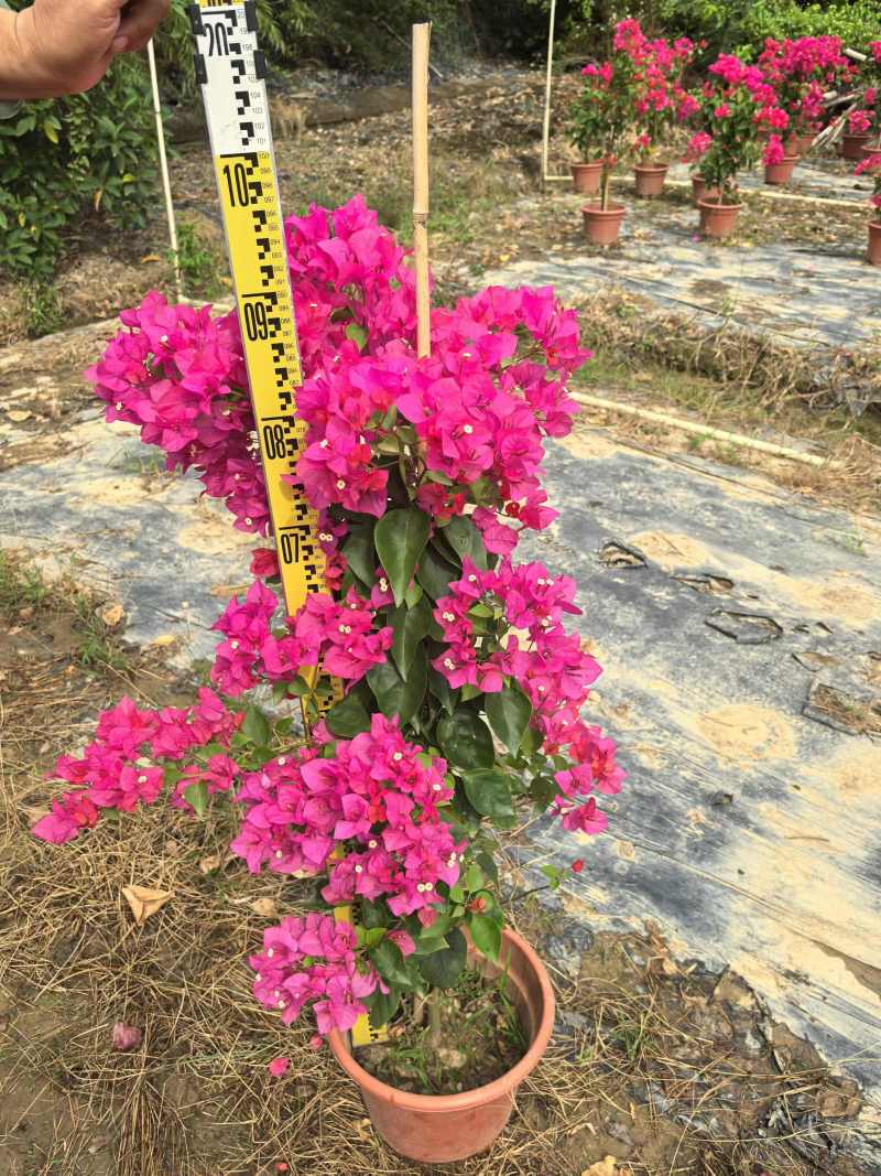 各规格勒杜鹃三角梅基地大量低价出售